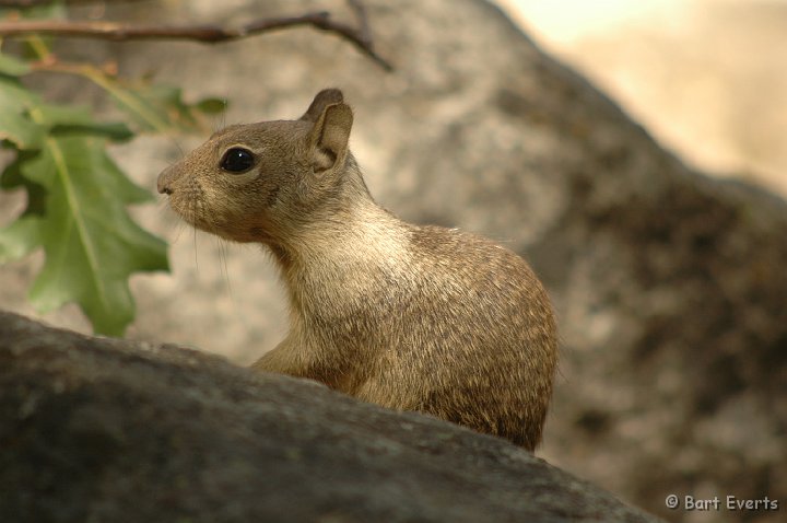 DSC_1523.JPG - California Ground Squirrel